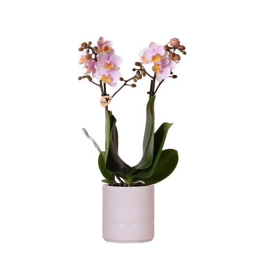 K27 Kamerplant Orchidee | Roze Orchidee - Dorra + Pastel pot roze - potmaat Ø9cm