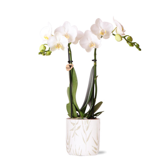 K25 Kamerplant Orchidee | Witte Orchidee - Annabel + Leaf pot groen - potmaat Ø9cm