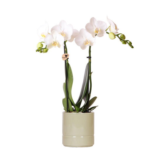K23 Kamerplant Orchidee | Witte Orchidee - Annabel + Pastel pot groen - potmaat Ø9cm