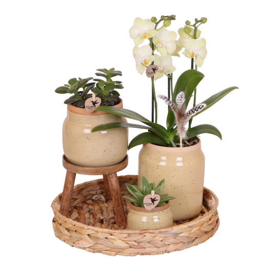 Prachtige Gele Orchidee, groene planten met sierpotten en dienblad